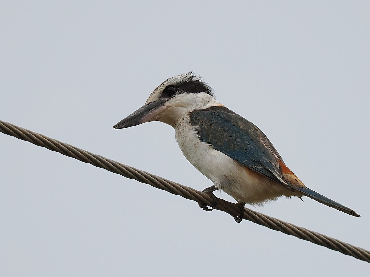 Red-backed Kingfisher - Len and Chris Ezzy