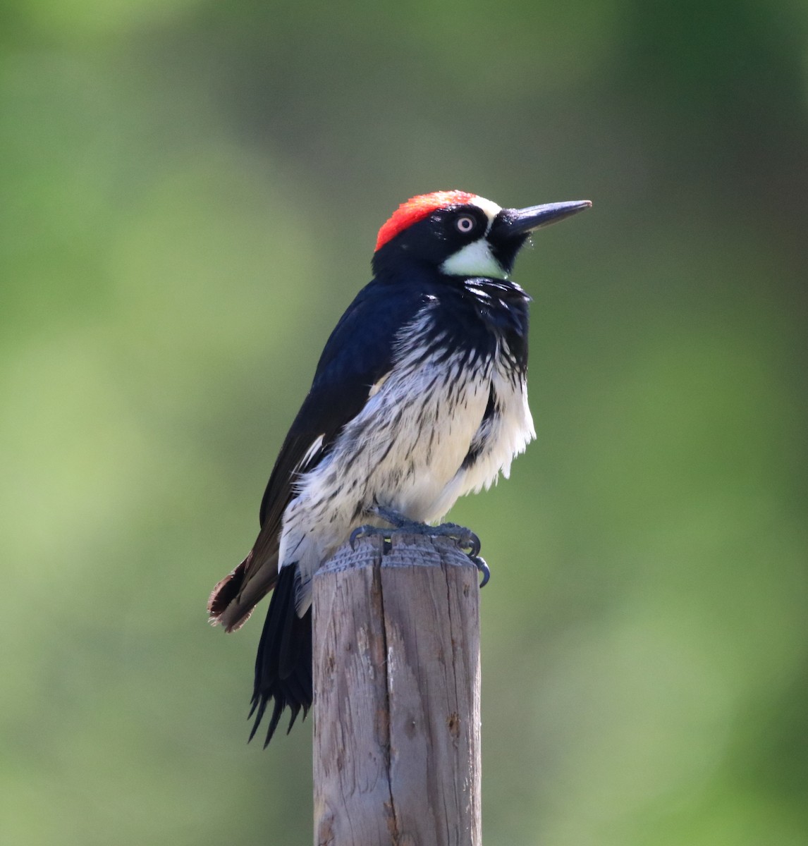 Acorn Woodpecker - ML618065280