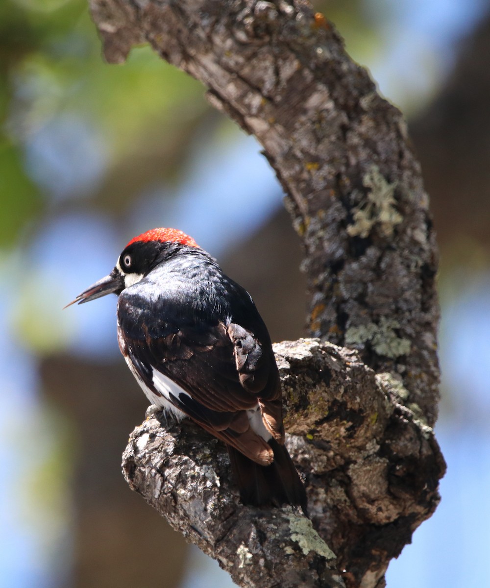 Acorn Woodpecker - ML618065281