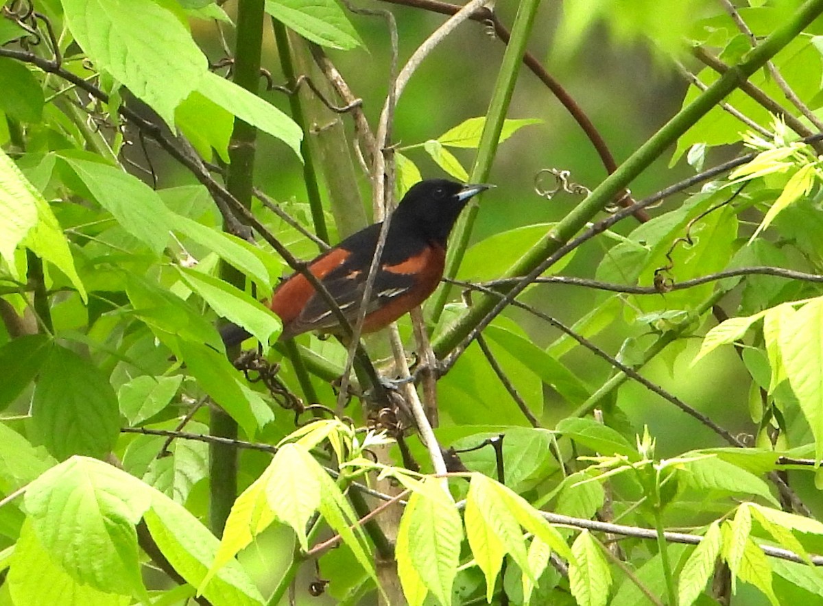 Orchard Oriole - ML618065290