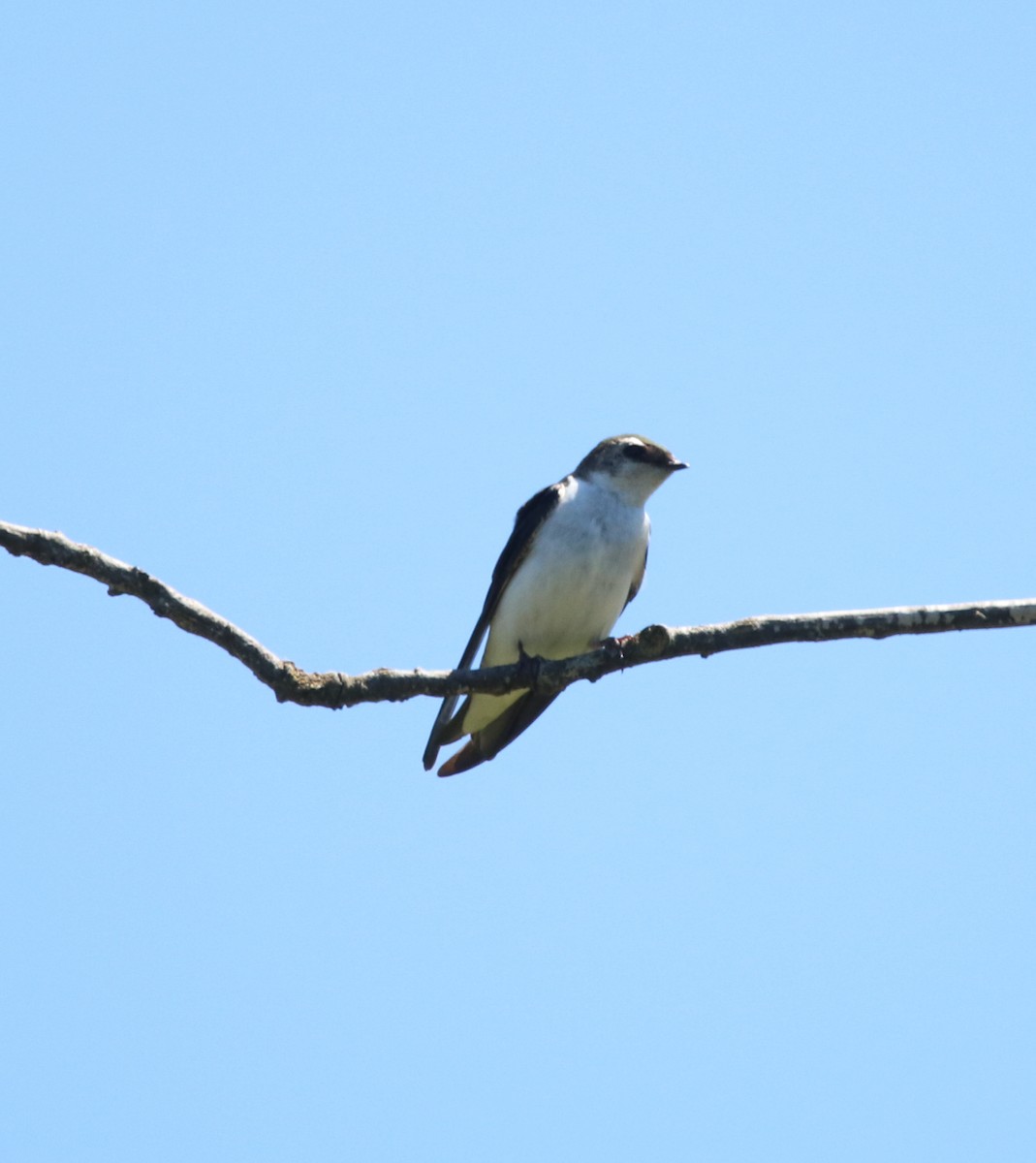 Violet-green Swallow - ML618065316