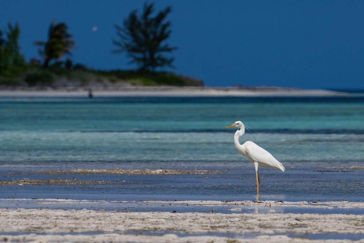 Great Blue Heron - ML618065332