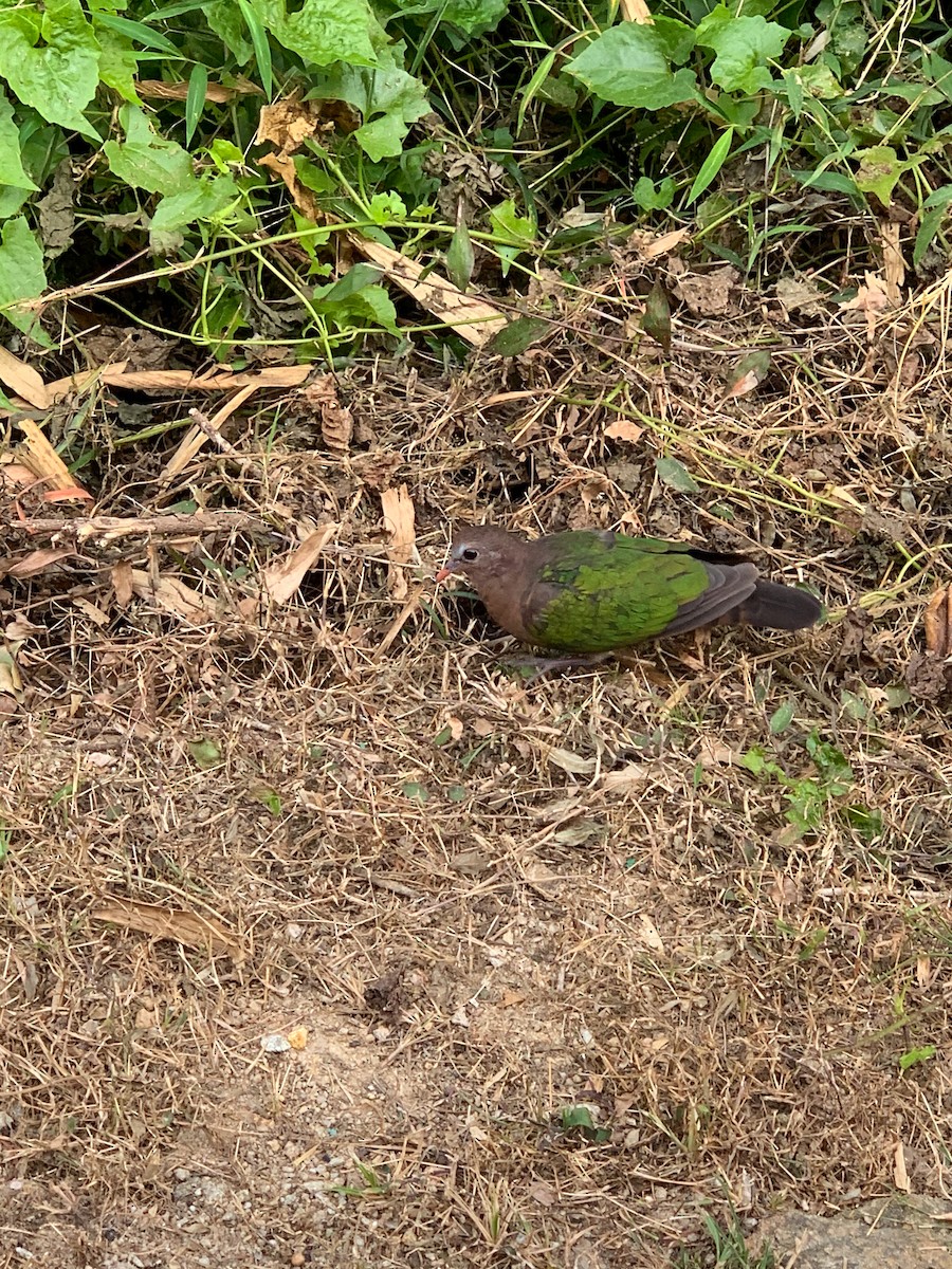 Asian Emerald Dove - ML618065346