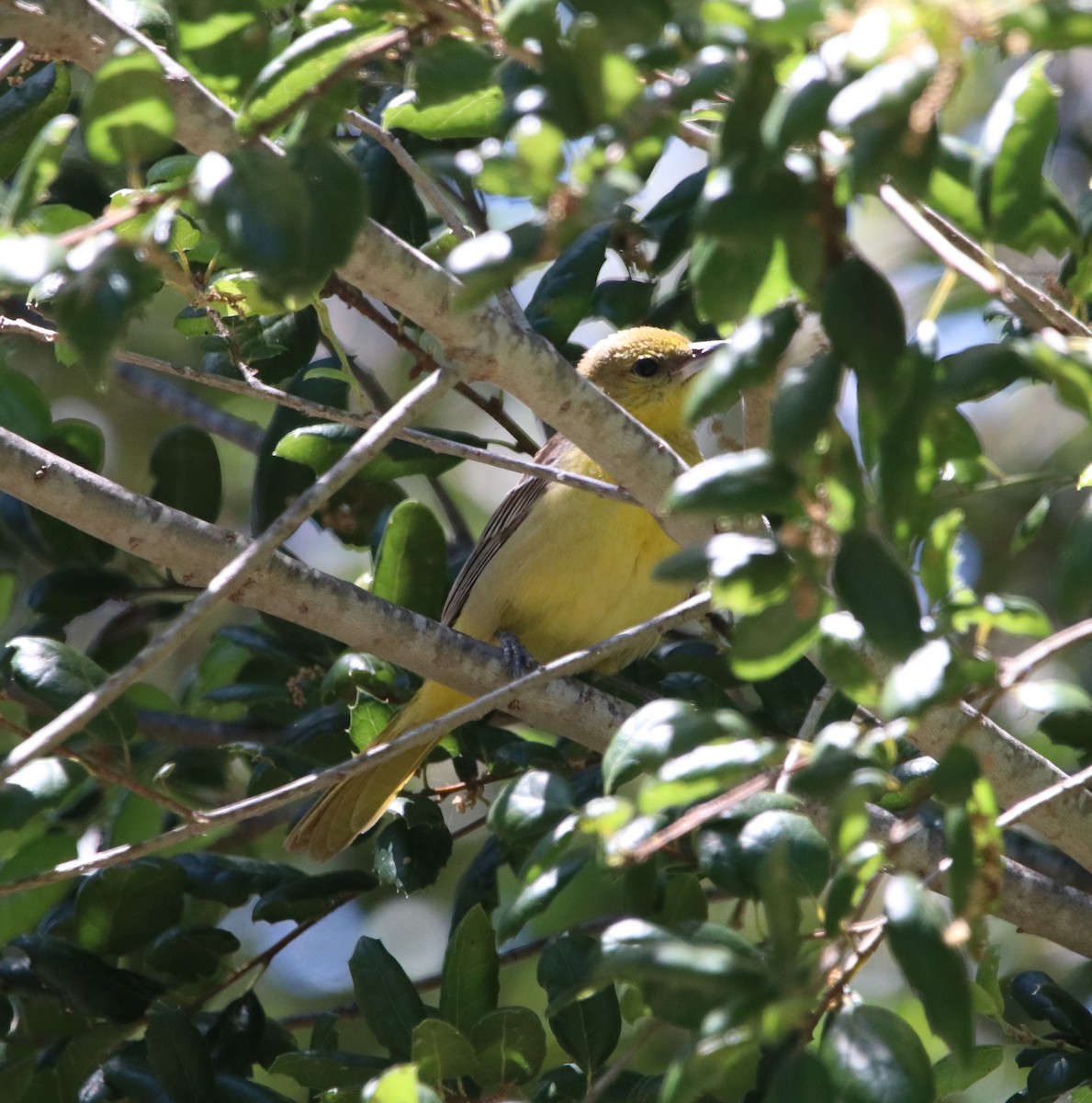 Oriole masqué - ML618065382