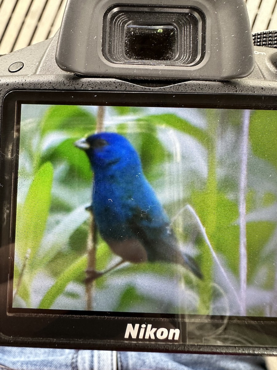 Indigo Bunting - ML618065386