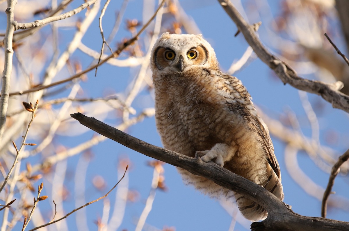 Great Horned Owl - Sperry Megerian