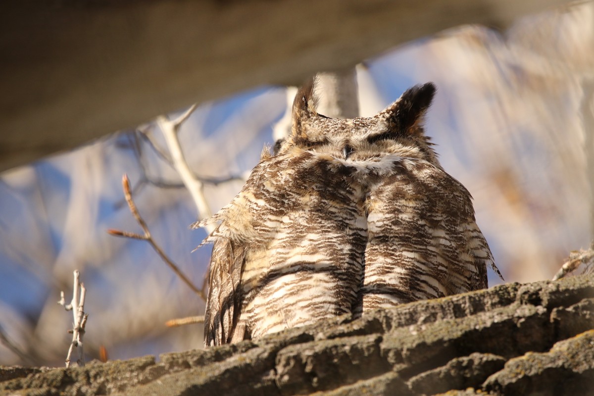 Great Horned Owl - Sperry Megerian