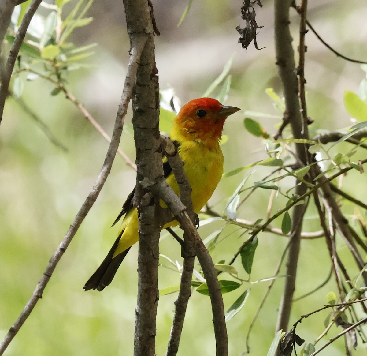 Western Tanager - ML618065440