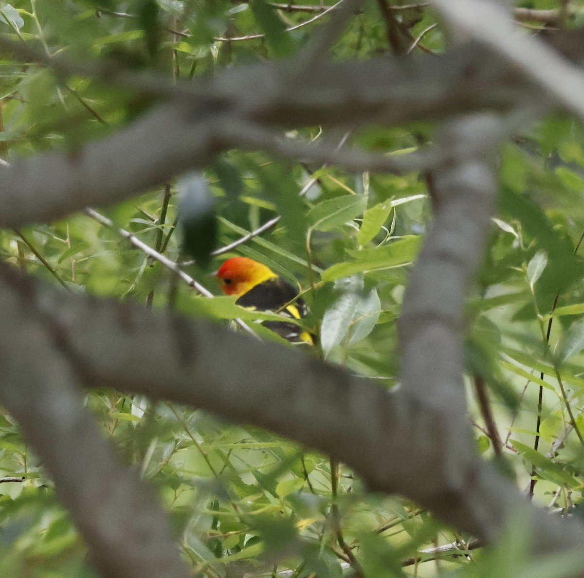 Western Tanager - ML618065441