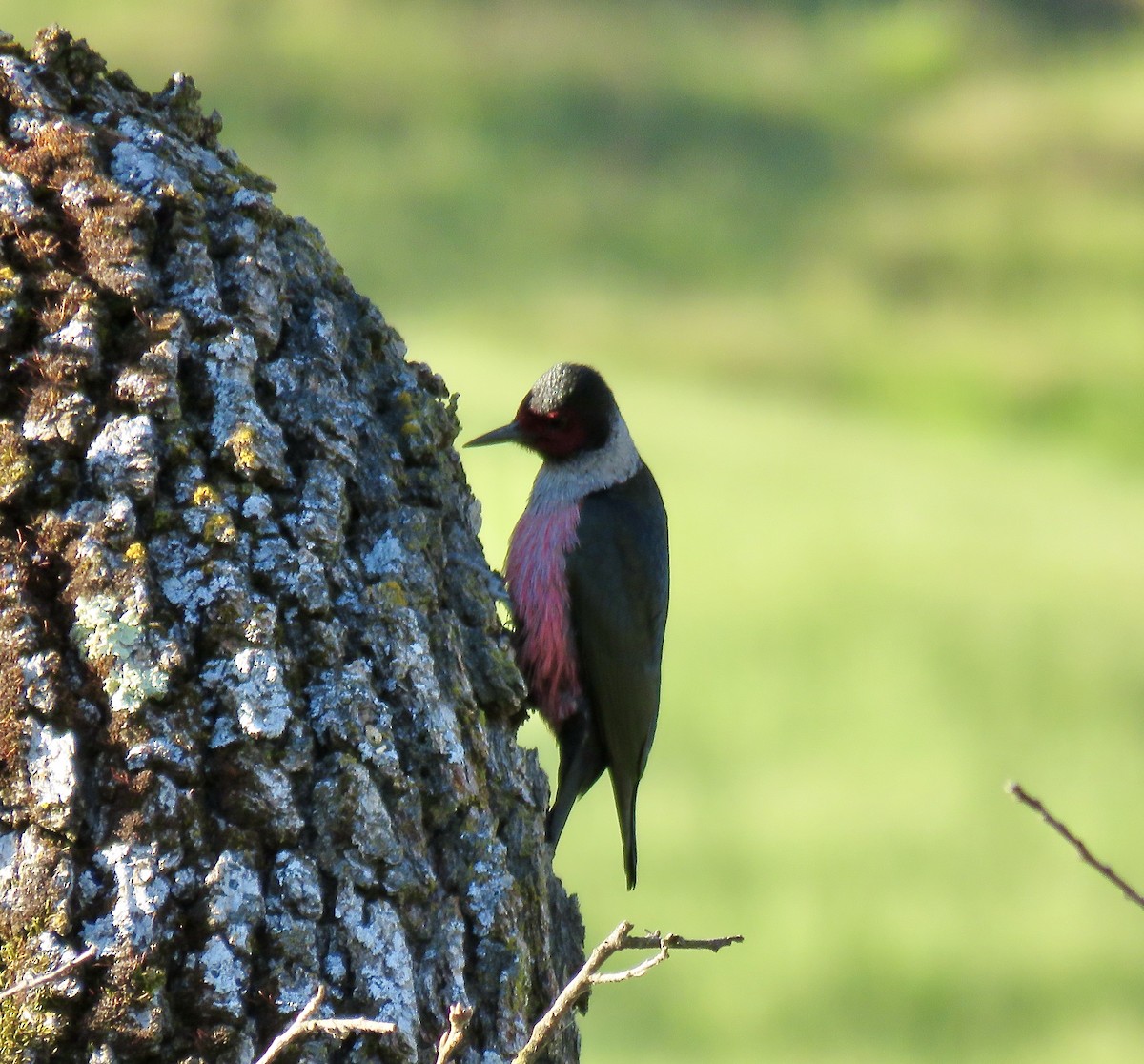 Lewis's Woodpecker - ML618065443