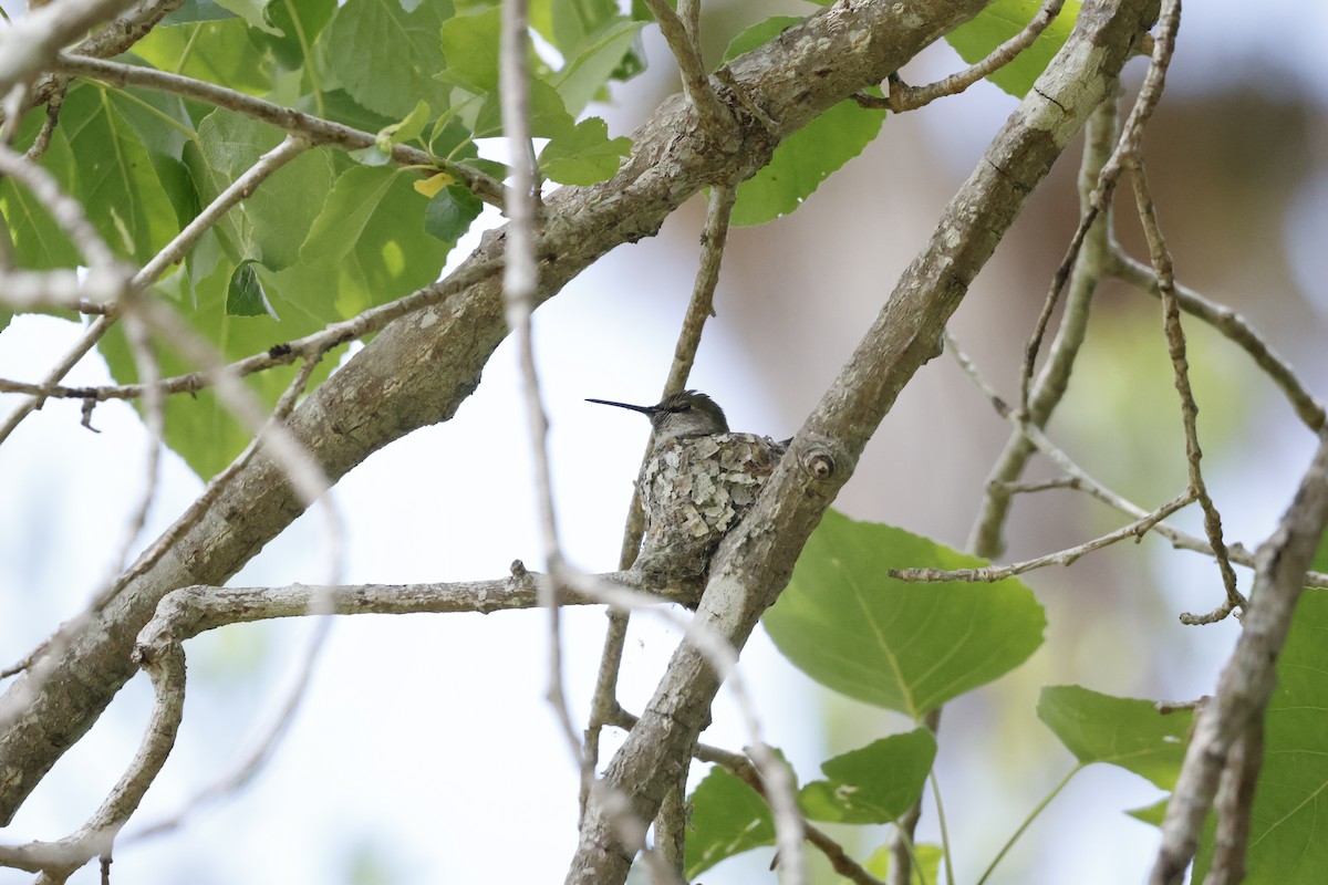 Anna's Hummingbird - ML618065452