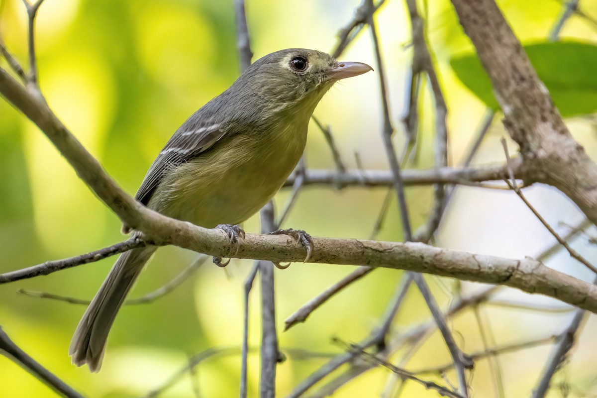 Cuban Vireo - ML618065456