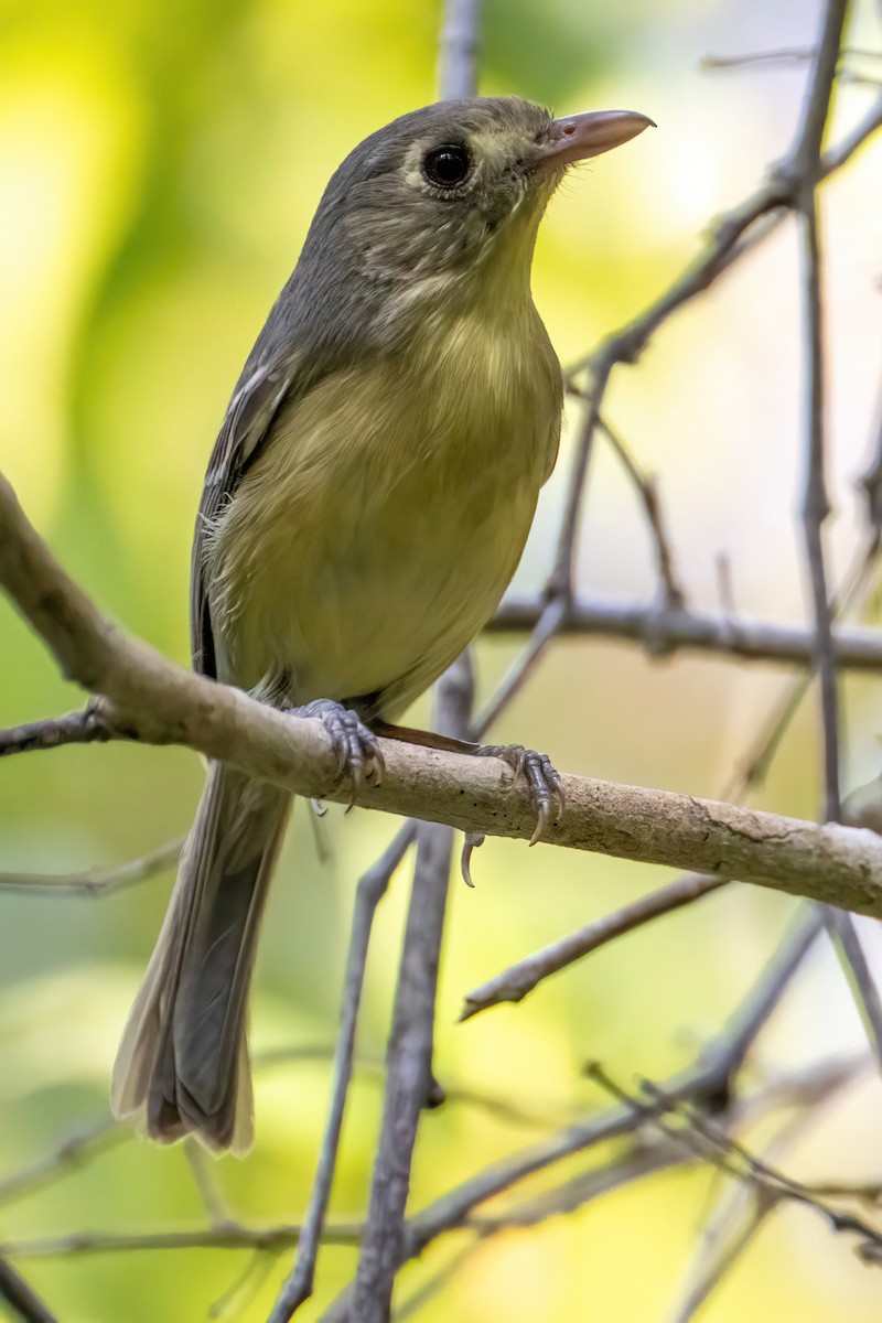 Cuban Vireo - ML618065459