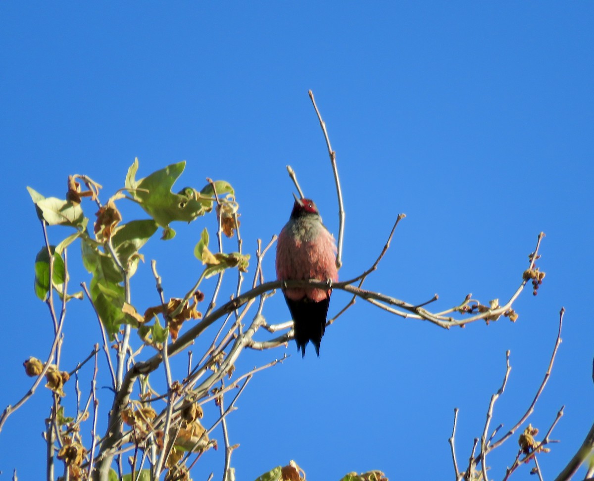 Lewis's Woodpecker - ML618065464