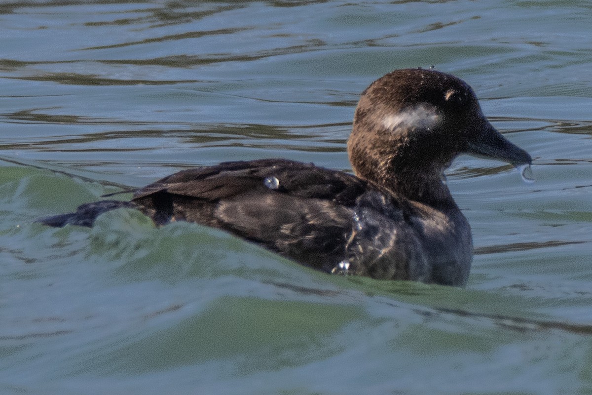 Bufflehead - ML618065474