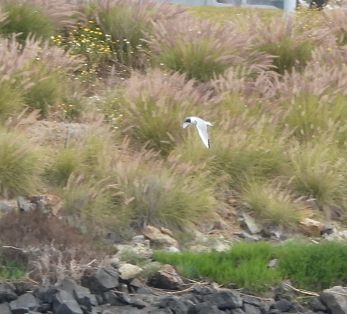 Mouette de Bonaparte - ML618065475