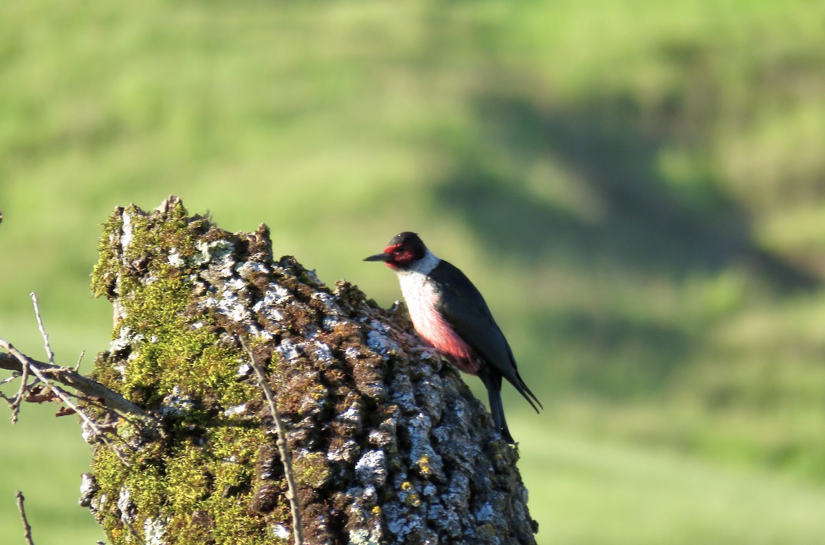 Lewis's Woodpecker - ML618065483