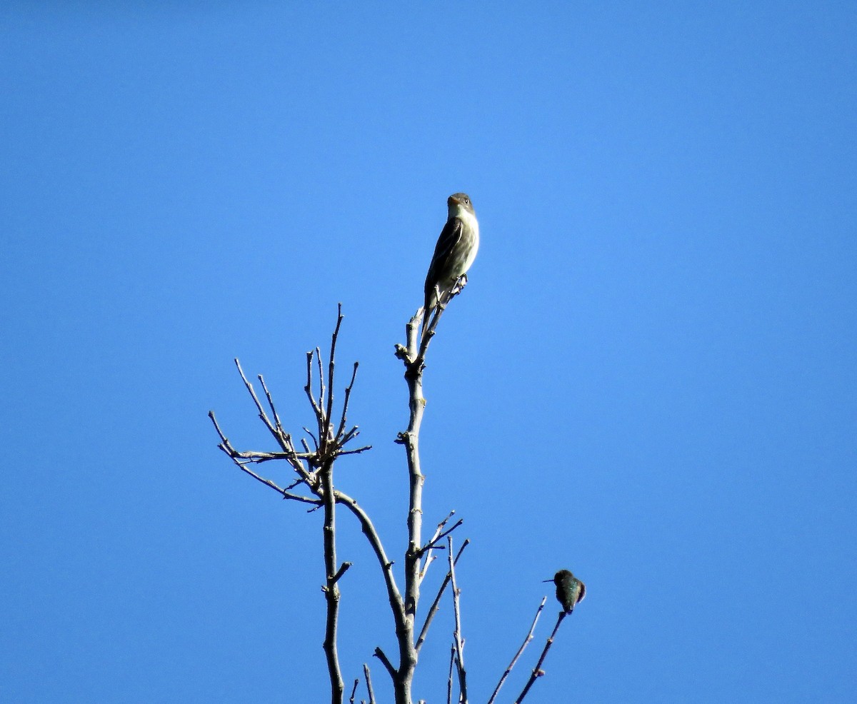 Olive-sided Flycatcher - ML618065497