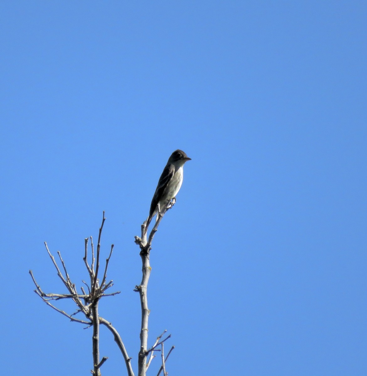 Olive-sided Flycatcher - Isaac Aronow