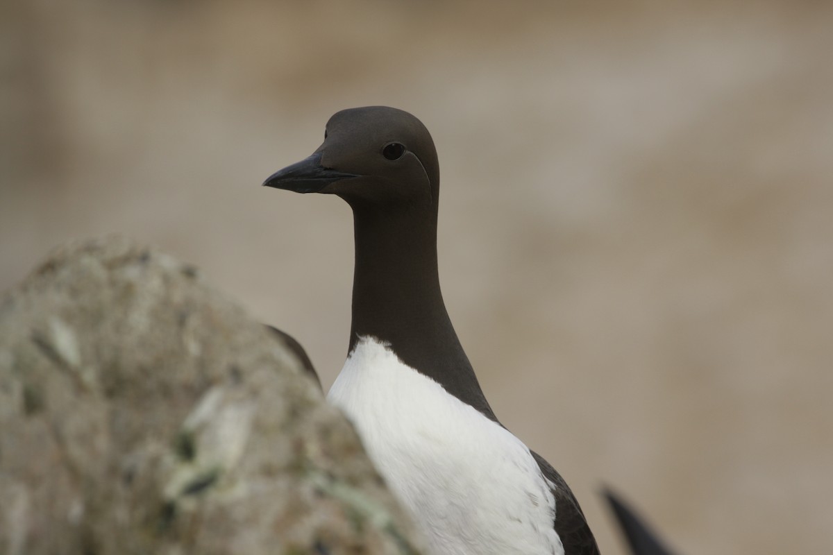 Common Murre - Stella Solasz