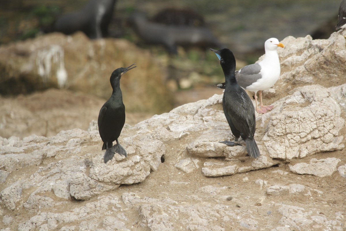 Brandt's Cormorant - Stella Solasz