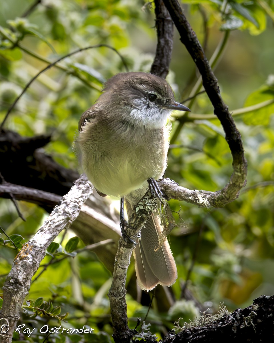 White-banded Tyrannulet - ML618065541