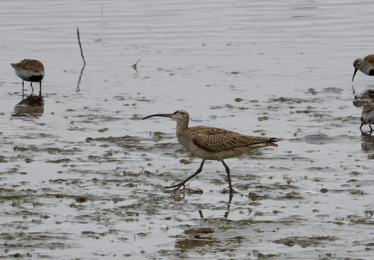 Regenbrachvogel - ML618065571