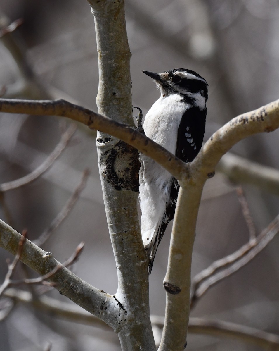 strakapoud osikový (ssp. leucurus/glacialis) - ML618065572