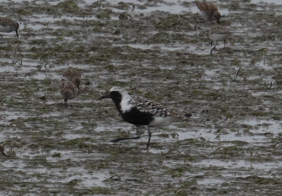 Black-bellied Plover - ML618065604