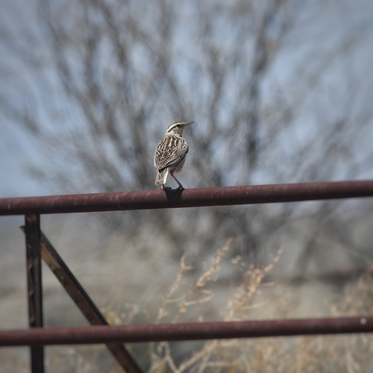 Chihuahuan Meadowlark - ML618065606