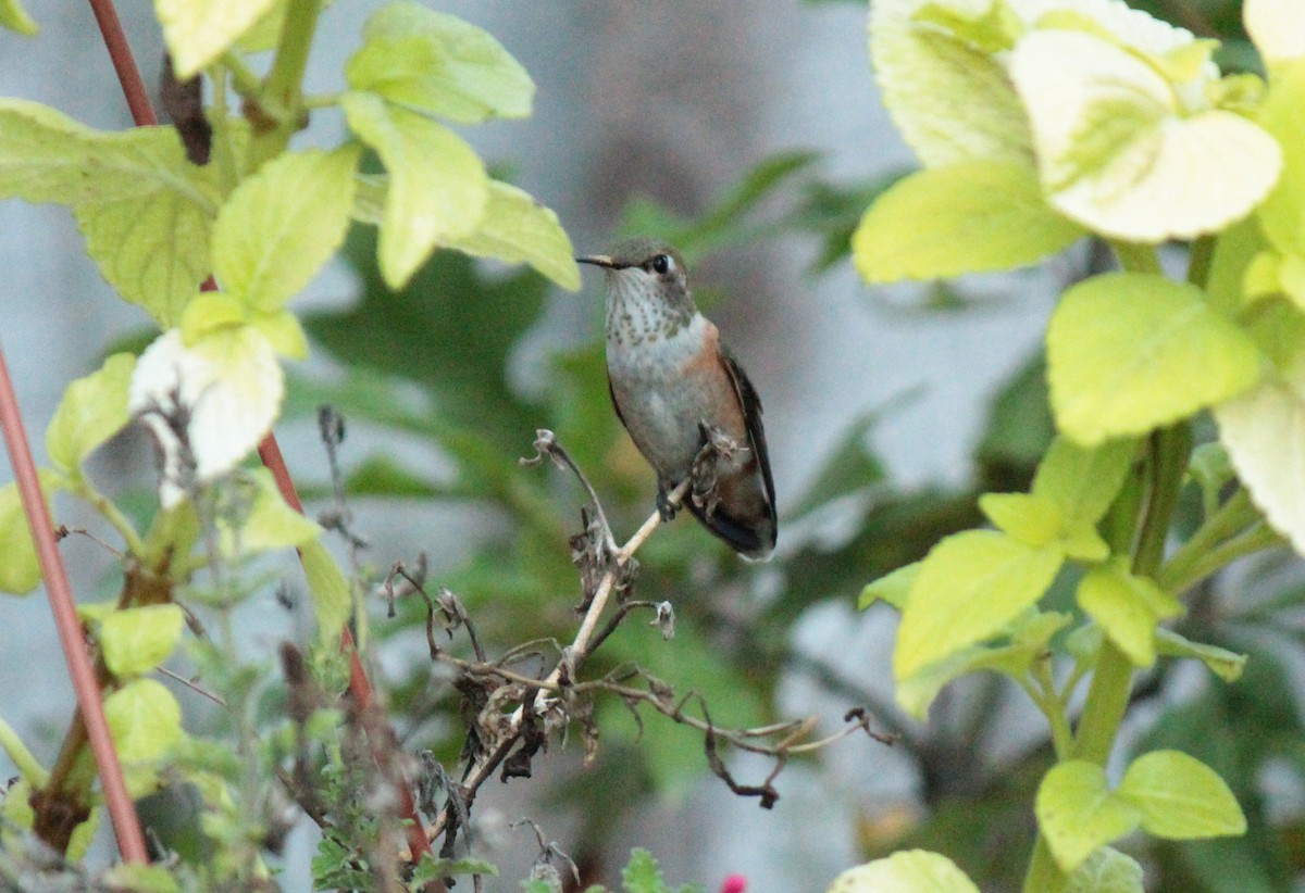 Rufous Hummingbird - ML618065613