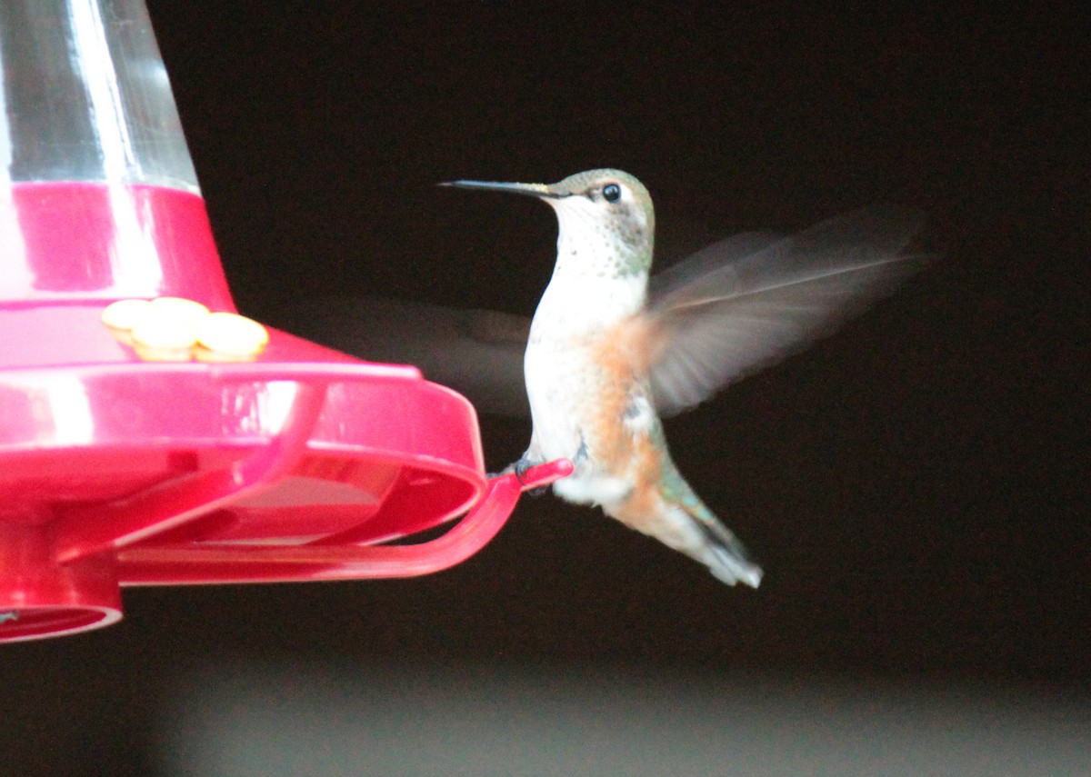 Rufous Hummingbird - ML618065614