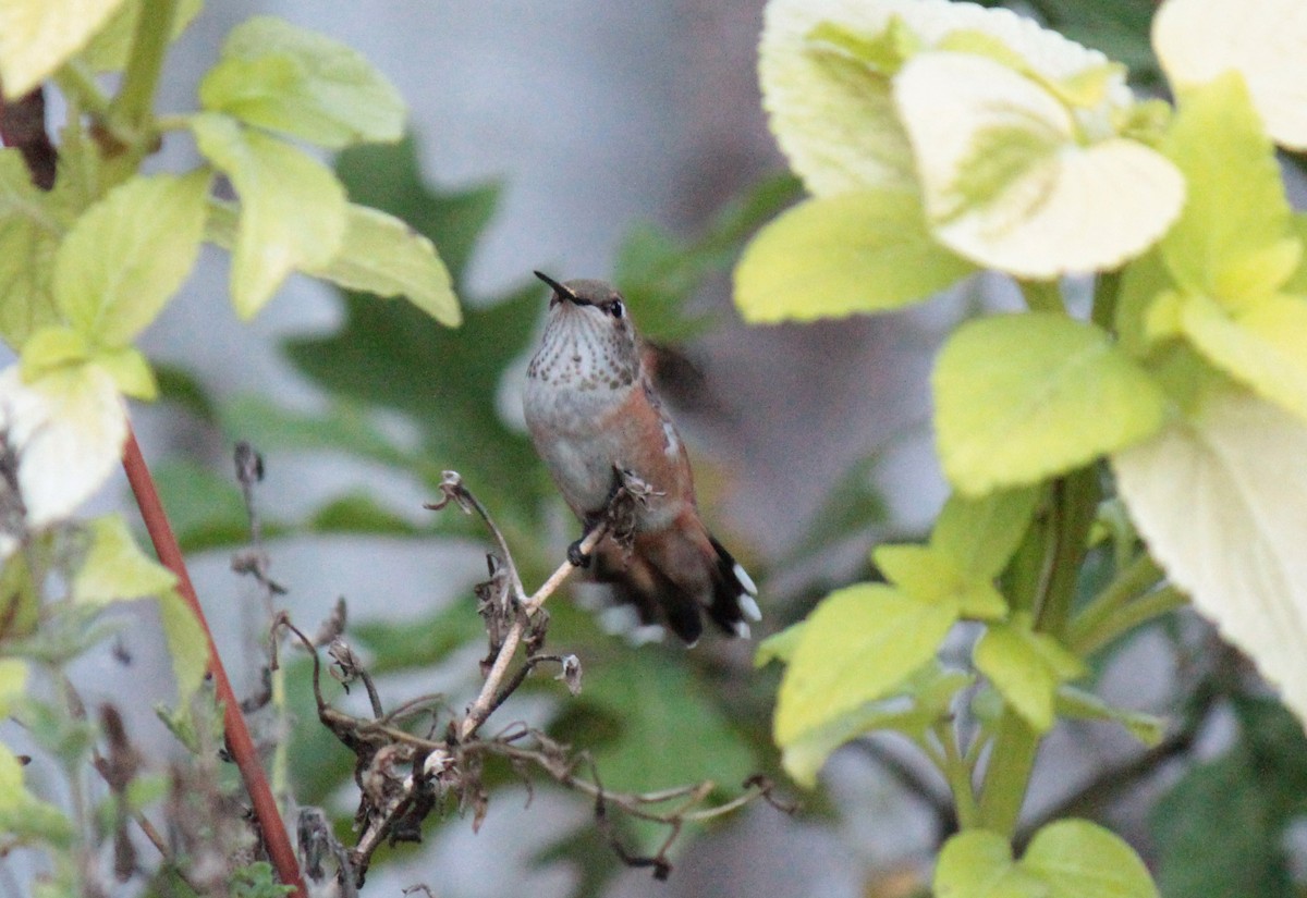 Rufous Hummingbird - ML618065615