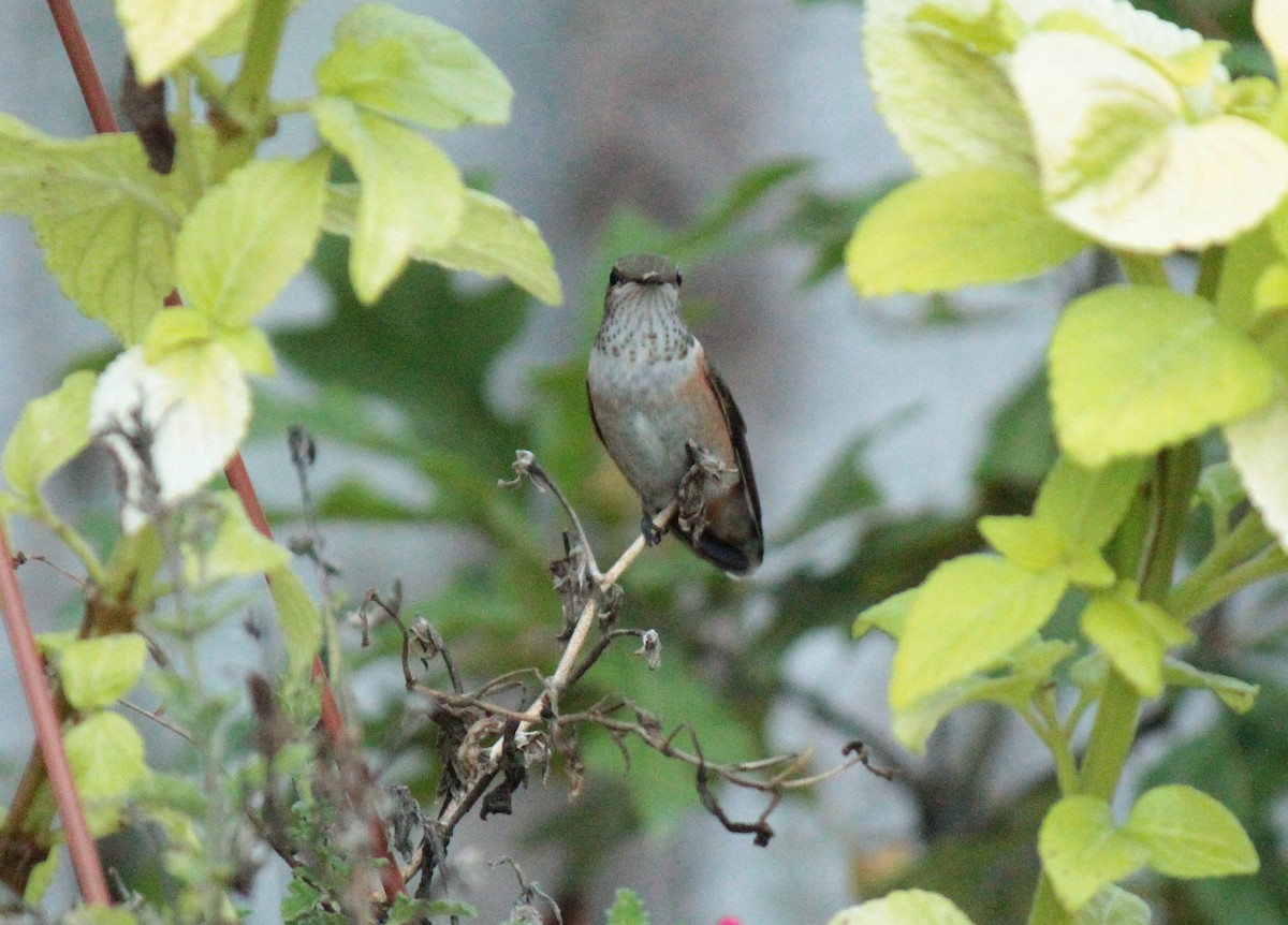 Rufous Hummingbird - ML618065616