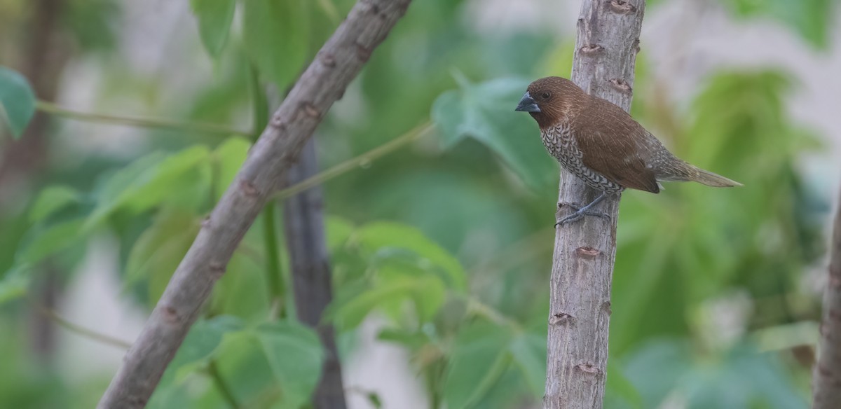 Scaly-breasted Munia - Bethan Clyne