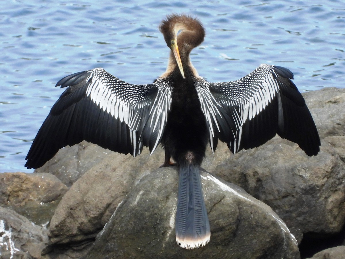 Anhinga - Mary Leigh