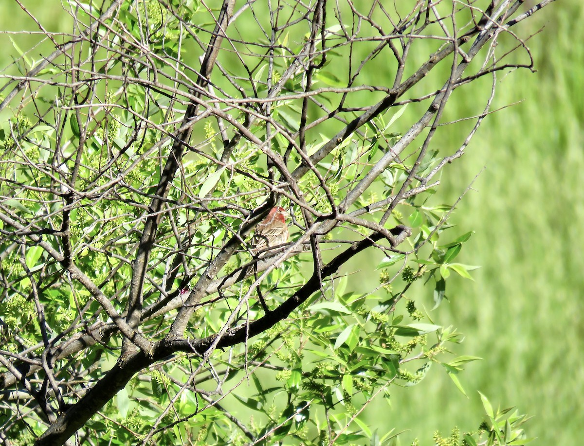 House Finch - ML618065642