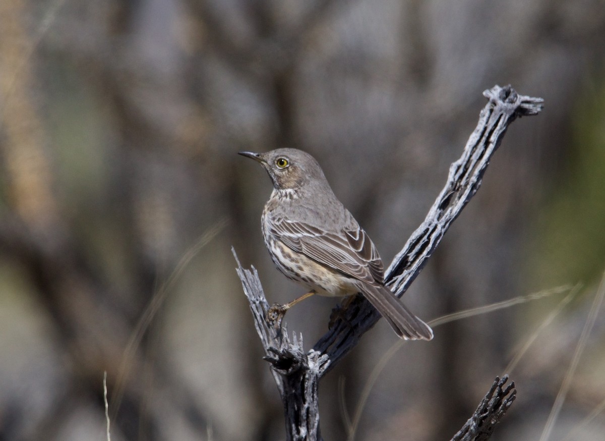 Sage Thrasher - ned bohman