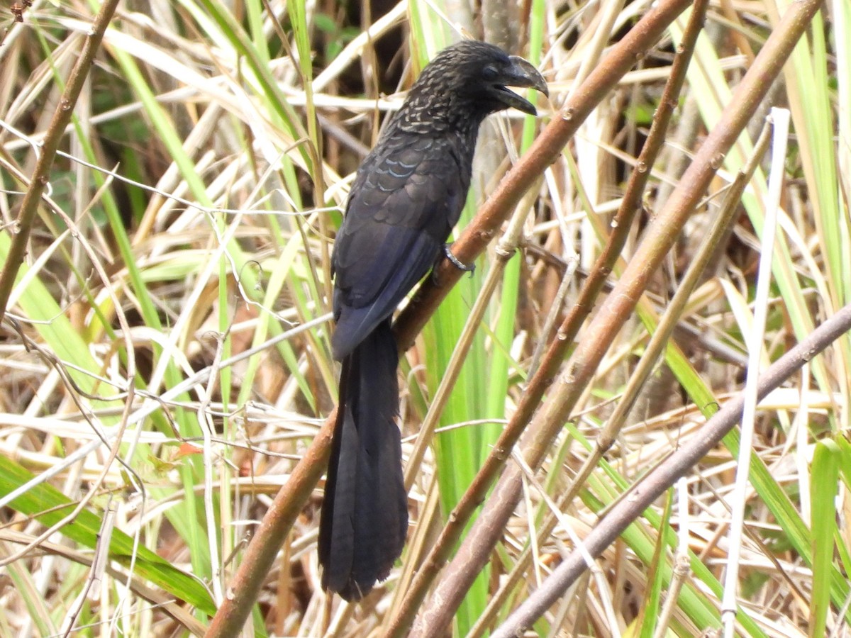 Smooth-billed Ani - ML618065657