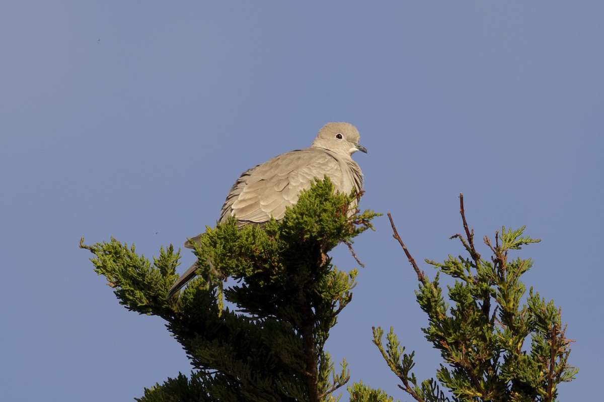 Eurasian Collared-Dove - ML618065668