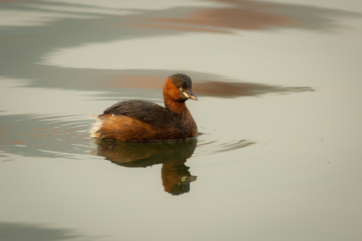 Little Grebe (Little) - Morten Lisse