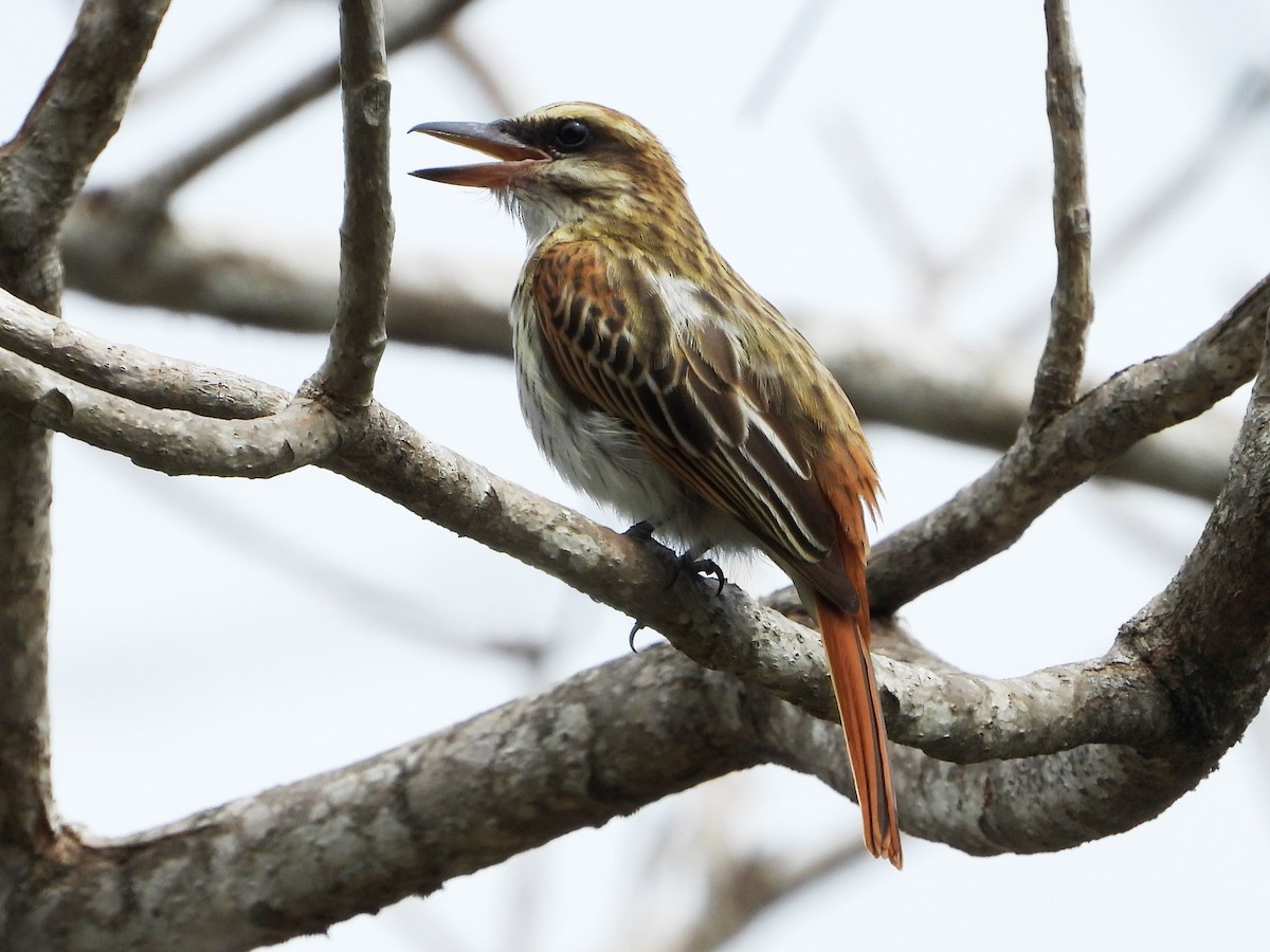 Streaked Flycatcher - ML618065681