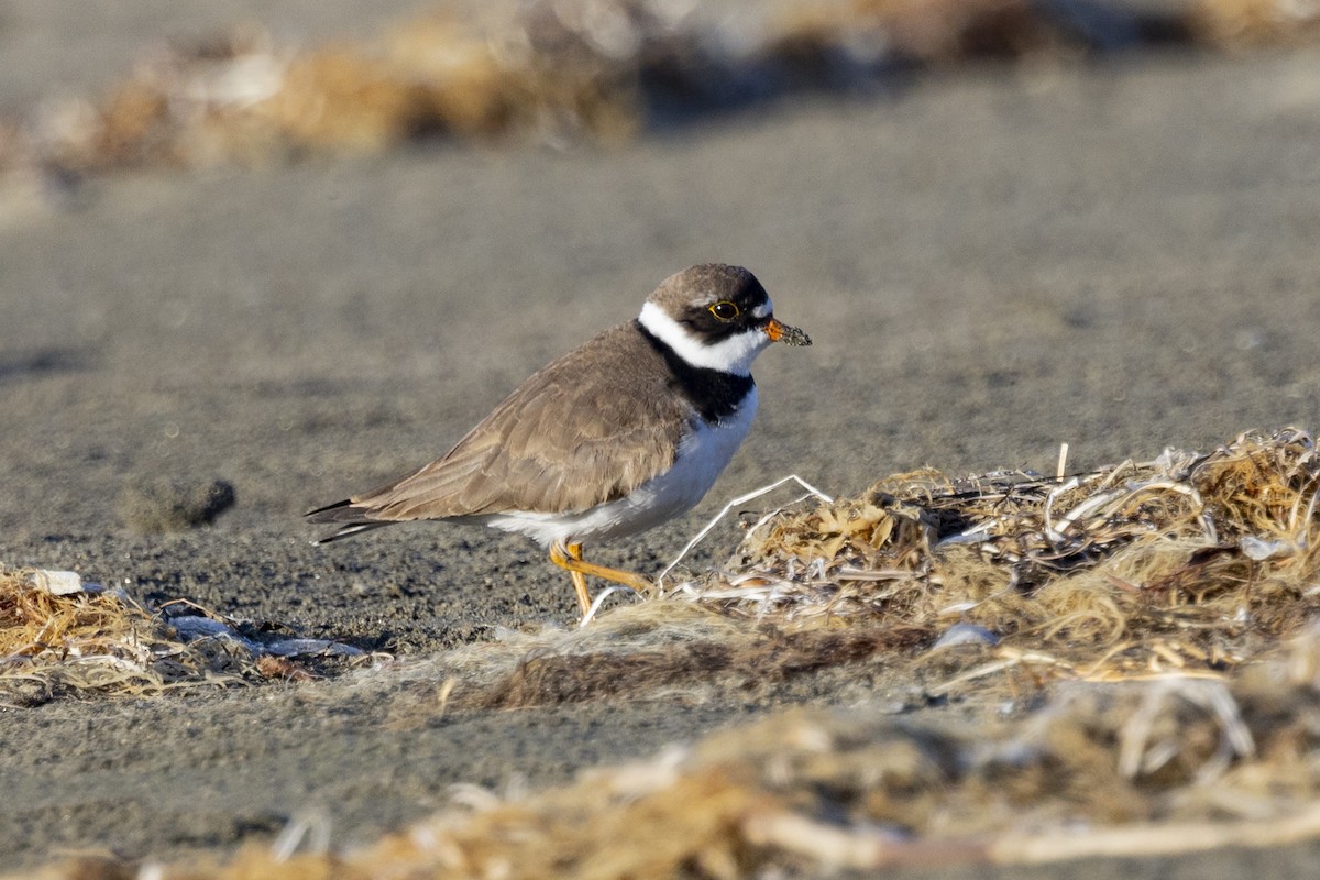 Semipalmated Plover - ML618065688