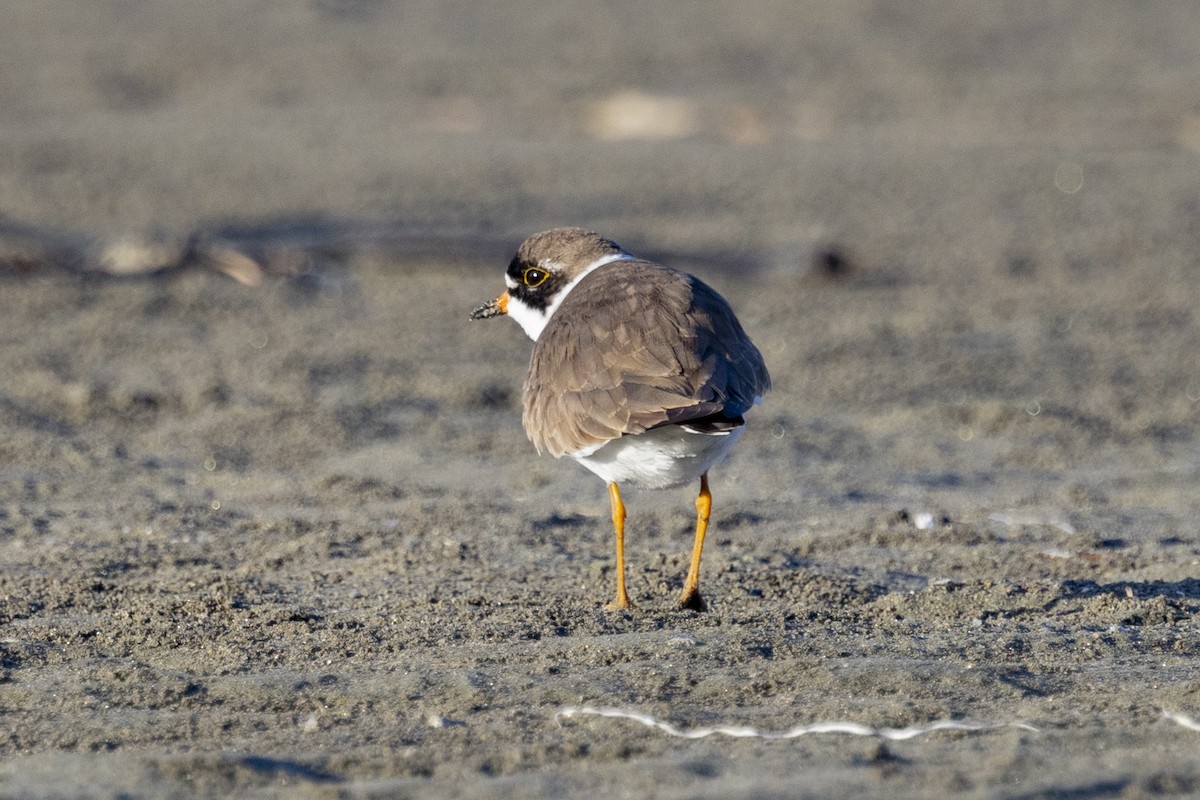 Semipalmated Plover - ML618065689