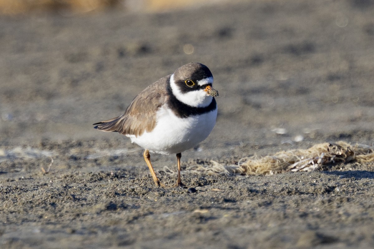 Semipalmated Plover - ML618065690