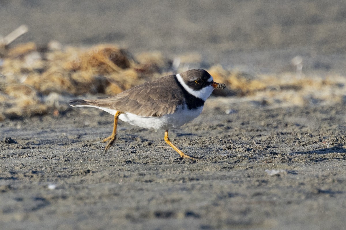 Semipalmated Plover - ML618065691