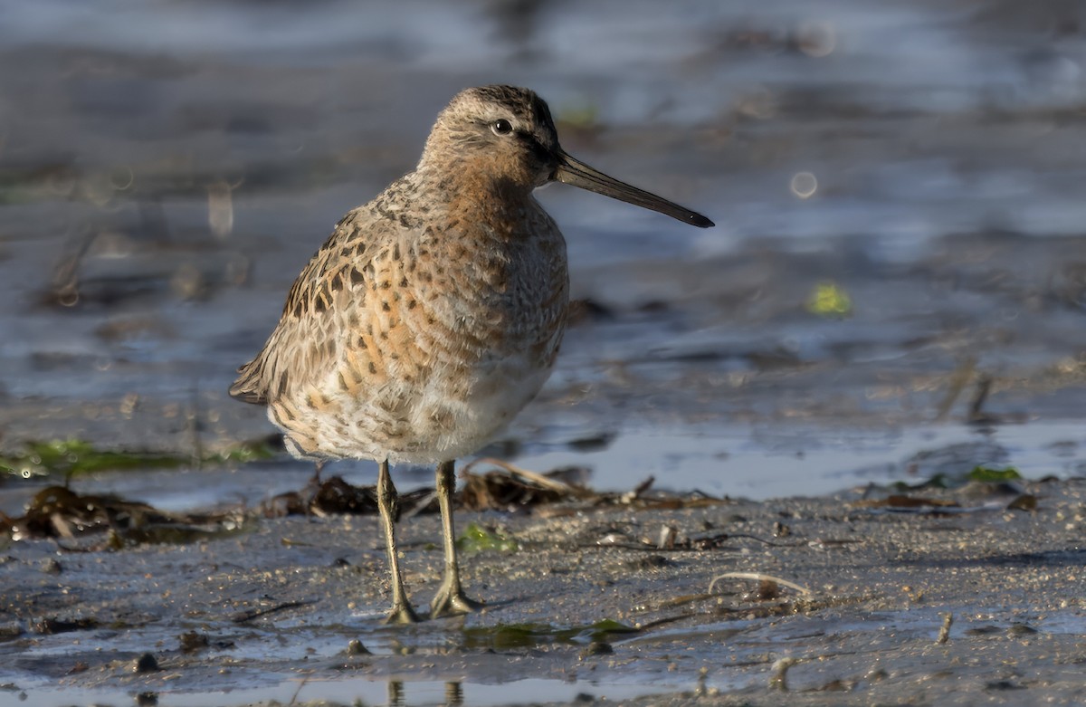 Short-billed Dowitcher - Loni Ye