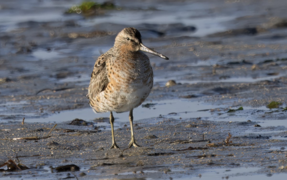 Short-billed Dowitcher - ML618065709