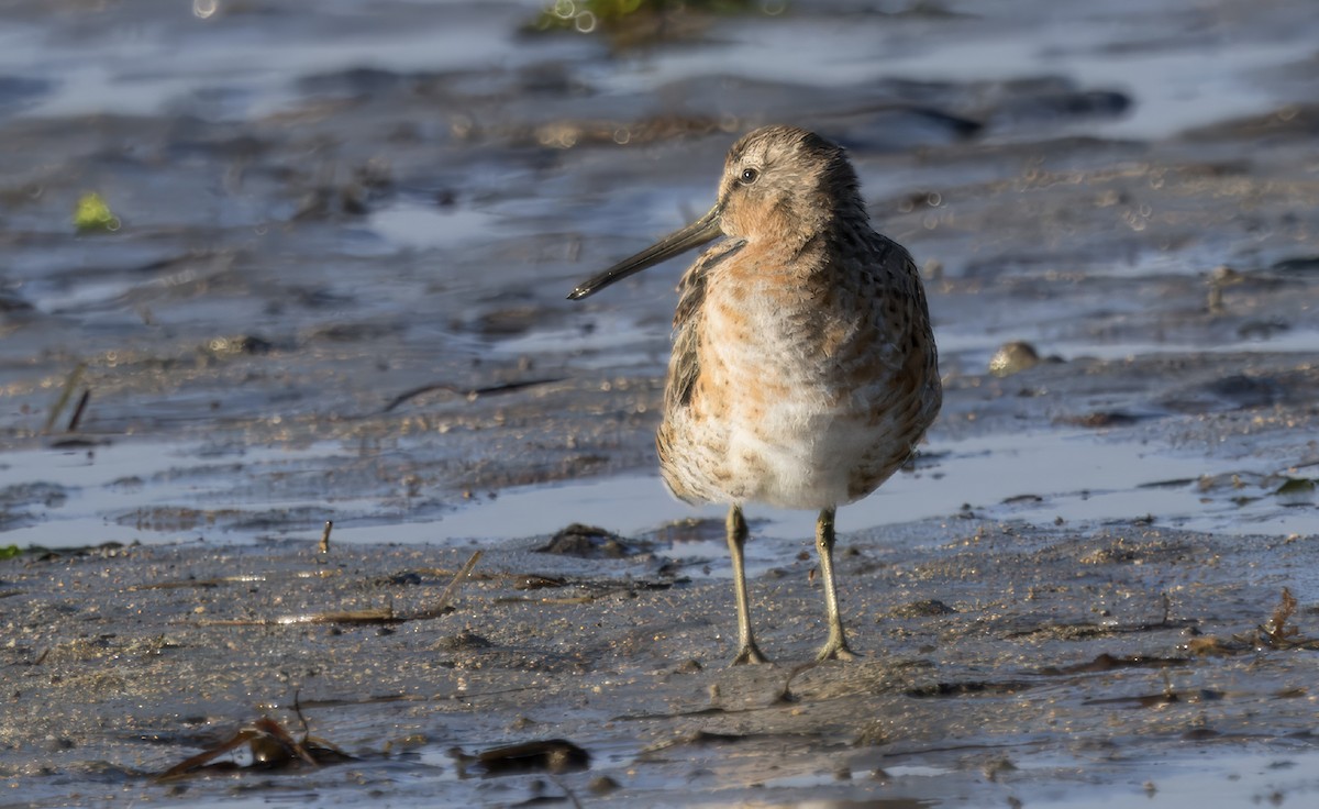 Short-billed Dowitcher - ML618065710