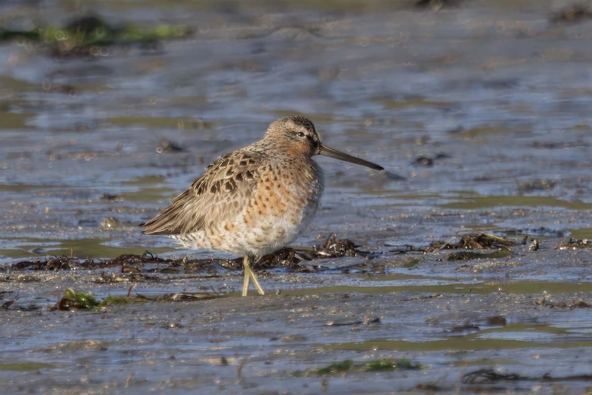 Short-billed Dowitcher - ML618065711